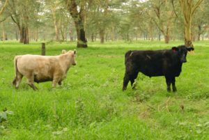 14-month old grain fed Black Angus and Charollais nearly ready for market. 