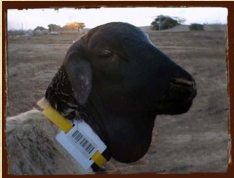 Our Animal Passport & Traceability System assures disease-free, wholesome livestock & meat for our importing partners.