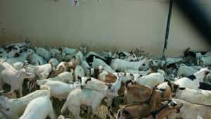 Private quarantine in Oman that LTS will operate for export of disease and antibiotic-free livestock into the UAE. 
