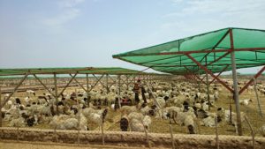 Djibouti Regional Livestock Export Processing Center designed and built by LTS staff.