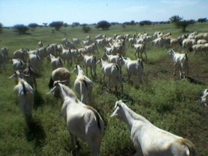 Goats on the virgin organic pastures of the Horn of Africa. 