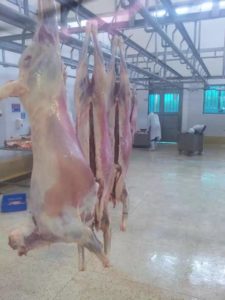 nema-slaughterhouse-well-flayed-goats