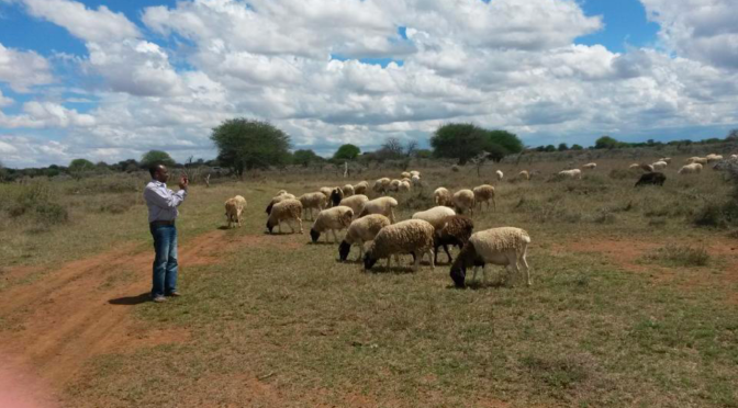 Can a small group of exporters revolutionize the livestock sector in Kenya?