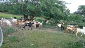 coastal-farm-open-space-goats-dsc_0577