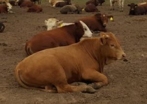 ethiopian-cattle-feedlot-img-20160330-wa0011-2